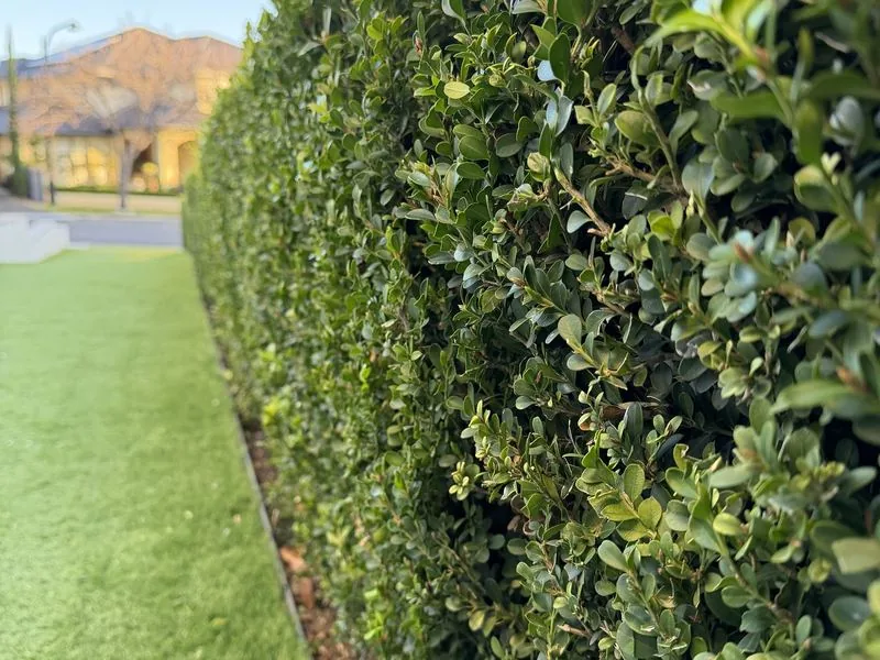 Hedge trimming and garden tidy-up, Hills District
