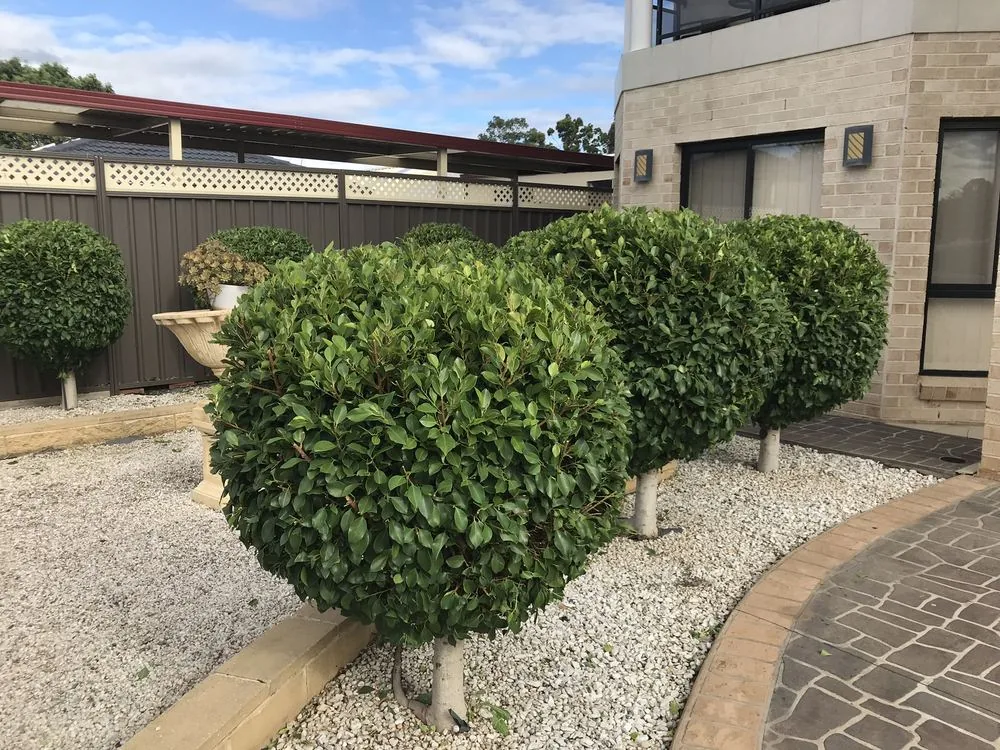 Neatly trimmed hedges and garden edging on a Hills District property, Laroura Property Maintenance